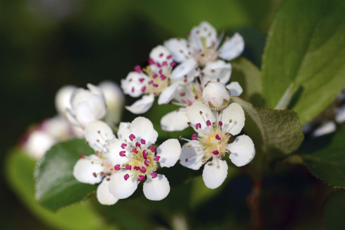 Close up of chokeberry flowers, Aronia species.; Parker River National Wildlife Refuge, Plum Island, Massachusetts. Poster Print by Darlyne Murawski (20 x 13) Close up of chokeberry flowers, Aronia species.; Parker River National Wildlife Refuge, Plum Island, Massachusetts. Poster Print by Darlyne Murawski (20 x 13)