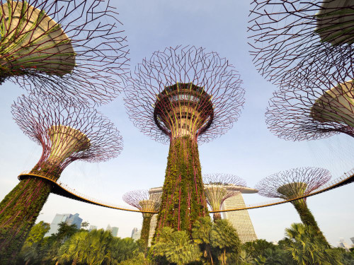 Supertrees in the Gardens by the Bay in Singapore seen at dawn. Poster Print by Loop Images Ltd. (17 x 12)
