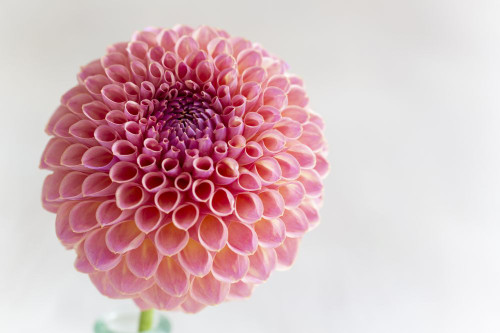 Close up of Dahlia Jowey Winnie. Poster Print by Loop Images Ltd. (19 x 12)