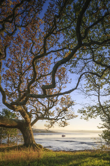 River Daugleddau at Lawrenny. Poster Print by Loop Images Ltd. (12 x 18)