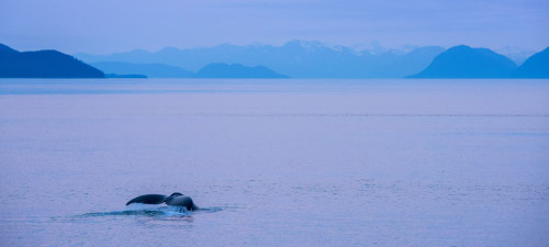 View of the fluke of a Humpback whale (Megaptera novaeangliae) as it dives in Stephens Passage off the coast of Alaska, USA; Alaska, United States of America Poster Print by Michael Melford (21 x 9) View of the fluke of a Humpback whale (Megaptera novaeangliae) as it dives in Stephens Passage off the coast of Alaska, USA; Alaska, United States of America Poster Print by Michael Melford (21 x 9)