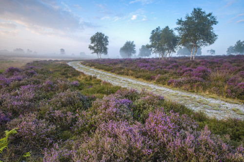 A curving path running through the heather. Poster Print by Loop Images Ltd. (17 x 11)