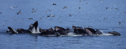 Birds flock over a pod of Humpback whales (Megaptera novaeangliae) bubble-net feeding in the Inside Passage; Alaska, United States of America Poster Print by Michael Melford (23 x 9)