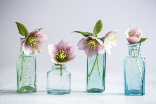 Row of hellebore flowers in vintage bottles. Poster Print by Loop Images Ltd. (19 x 12)