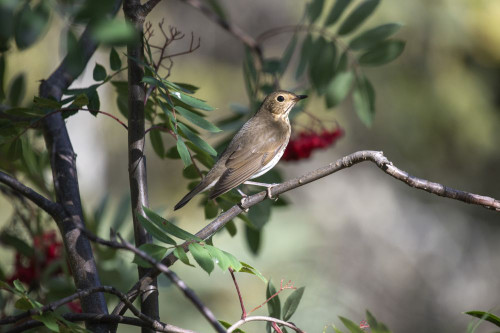 Swainson's Thrush (Catharus ustualtus) perched in a Mountain Ash tree; Fairbanks, Alaska, United States of America Poster Print by Kenneth Whitten (19 x 12)