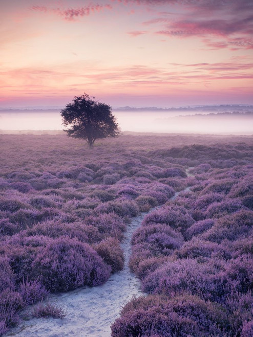 A lone tree on Roydon Common during a misty summer sunrise. Poster Print by Loop Images Ltd. (12 x 17)