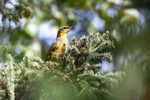 Brightly coloured Varied Thrush (Lxoreus naevius) perched in a spruce tree; Fairbanks, Alaska, United States of America Poster Print by Kenneth Whitten (19 x 12)
