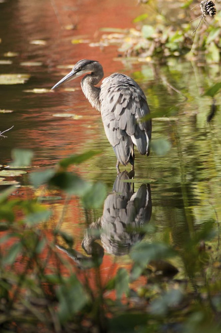 A great blue heron, Ardea herodias, fishing in a pond in fall.; Cambridge , Mt. Auburn Lake , Massachusetts Poster Print by Darlyne Murawski (11 x 17)