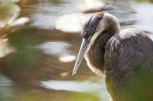 Portrait of a Great blue heron, Ardea herodias, in a pond.; Cambridge , Mt. Auburn Lake , Massachusetts Poster Print by Darlyne Murawski (17 x 11)