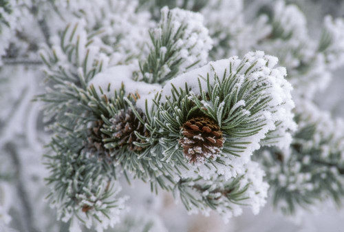Snow covers the branches of a lodgepole pine tree (Pinus contorta); United States of America Poster Print by Tom Murphy (17 x 11) Snow covers the branches of a lodgepole pine tree (Pinus contorta); United States of America Poster Print by Tom Murphy (17 x 11)