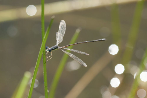 A male slender spreadwing damselfly, Lestes rectangularis, perched on a reed.; Estabrook Woods, Concord, Massachusetts. Poster Print by Darlyne Murawski (17 x 11) A male slender spreadwing damselfly, Lestes rectangularis, perched on a reed.; Estabrook Woods, Concord, Massachusetts. Poster Print by Darlyne Murawski (17 x 11)