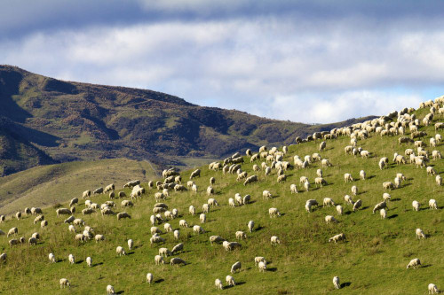 Sheep grazing on a hill in Central Otago in New Zealand. Poster Print by Loop Images Ltd. (17 x 11)