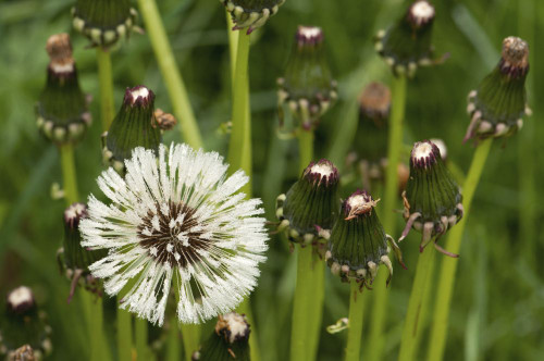 Dandelion flower and seeds covered in dew drops.; Round Pond, Maine. Poster Print by Darlyne Murawski (17 x 11)