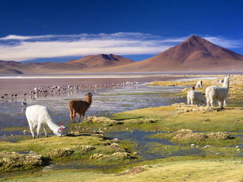 Llamas and Flamingos congregate by Laguna Colorada in Bolivia. Poster Print by Loop Images Ltd. (17 x 12)