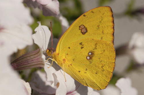 A female cloudless sulphur butterfly, Phoebis sennae, sipping nectar from a petunia.; Atlanta Botanical Garden, Atlanta, Georgia. Poster Print by Darlyne Murawski (17 x 11)