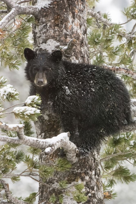 An American black bear cub (Ursus americanus) sits on a snow covered Whitebark pine tree (Pinus albicaulis) branch looking around in Yellowstone National Park; Wyoming, United States of America Poster Print by Tom Murphy (11 x 17) An American black bear cub (Ursus americanus) sits on a snow covered Whitebark pine tree (Pinus albicaulis) branch looking around in Yellowstone National Park; Wyoming, United States of America Poster Print by Tom Murphy (11 x 17)