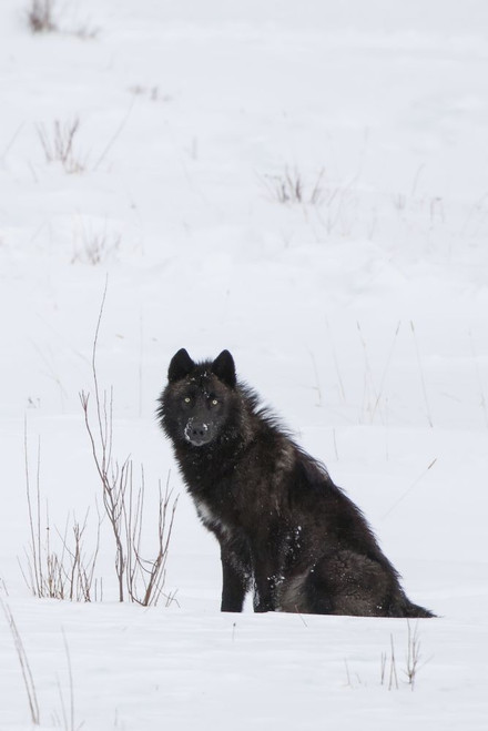 Wolf (Canis lupus) waiting in snow in Yellowstone National Park; Wyoming, United States of America Poster Print by Tom Murphy (11 x 17)