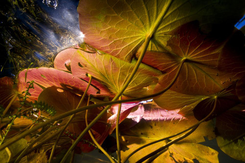 Lily pads submerged in water just under the surface in Eagle Lake of Adirondack Park; New York, United States of America Poster Print by Michael Melford (17 x 11)