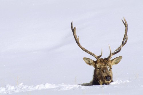 A bull elk (Cervus canadensis) negotiates deep snow on the Blacktail Plateau in Yellowstone National Park; Wyoming, United States of America Poster Print by Tom Murphy (17 x 11)