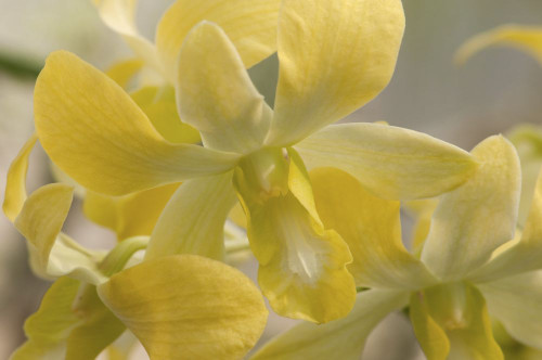 Close up of dendrobium orchid flowers.; Wellesley, Massachusetts. Poster Print by Darlyne Murawski (17 x 11)