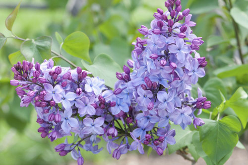 Close up of two clusters of Louvois lilac flowers, Syringa x hyacinthiflora, in spring.; Arnold Arboretum, Jamaica Plain, Massachusetts. Poster Print by Darlyne Murawski (17 x 11)