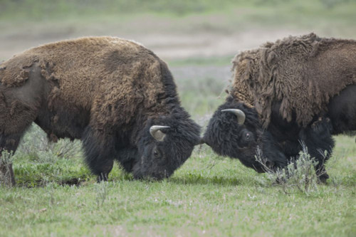 Two shedding Bison (Bison bison) butt heads in Yellowstone National Park; Wyoming, United States of America Poster Print by Tom Murphy (17 x 11)
