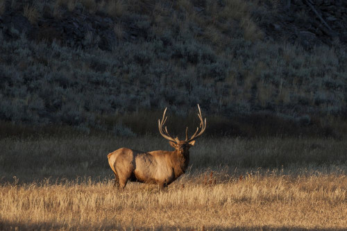 Bull elk (Cervus canadensis) stands in a prairie and looks at the camera in Yellowstone National Park; Wyoming, United States of America Poster Print by Tom Murphy (17 x 11)