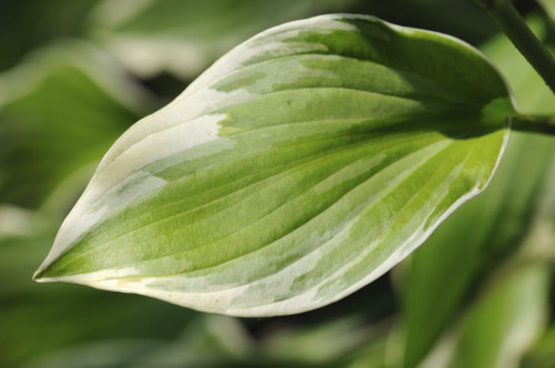 A green and white variegated Hosta leaf.; Brewster, Cape Cod, Massachusetts. Poster Print by Darlyne Murawski (17 x 11)