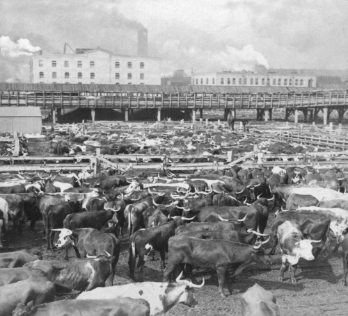Historic image in black and white of cattle in Union Stock Yards in Chicago, circa 1900; Chicago, Illinois, United States of America Poster Print by John Short (17 x 15)