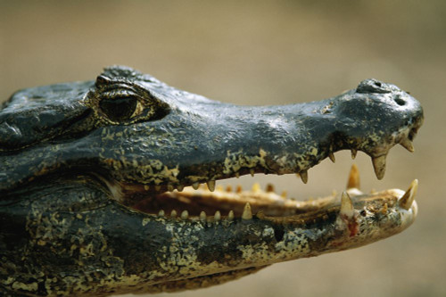 Close-up portrait of a speckled caiman (Caiman Crocodilus) in the Pantanal Region of Brazil; Pantanal, Brazil Poster Print by Joel Sartore Photography (17 x 11)