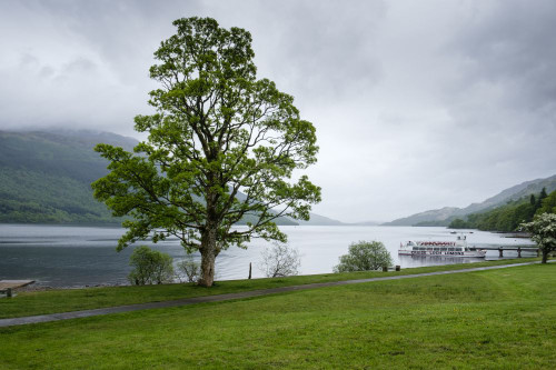 Cruise boat moored at Tarbet on Loch Lomond. Poster Print by Loop Images Ltd. (20 x 13)