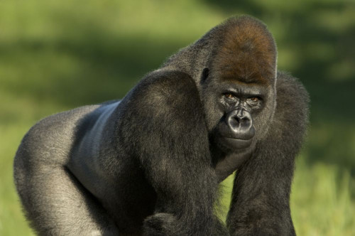 Portrait of a Western lowland gorilla (Gorilla gorilla gorilla) in a zoo; Wichita, Kansas, United States of America Poster Print by Joel Sartore Photography (17 x 11)