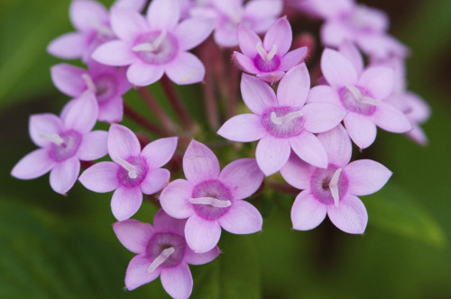 Close up of a flowering Egyptian star flower, Pentas lanceolata.; Wellesley, Massachusetts. Poster Print by Darlyne Murawski (17 x 11)