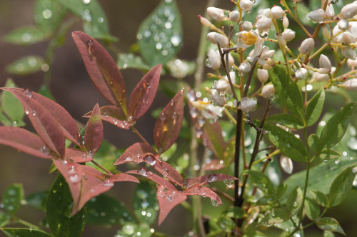 Close up of plants coated with water drops.; Brewster, Cape Cod, Massachusetts. Poster Print by Darlyne Murawski (17 x 11)
