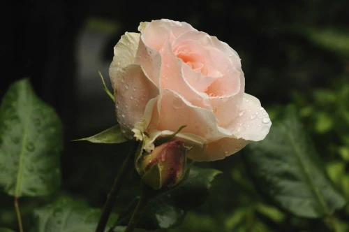 A pink rose with water drops after a rain.; Brewster, Cape Cod, Massachusetts. Poster Print by Darlyne Murawski (17 x 11)