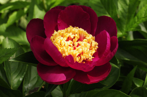 Close up of a large red peony flower, Paeonia species, in spring.; Atlanta, Georgia. Poster Print by Darlyne Murawski (17 x 11)