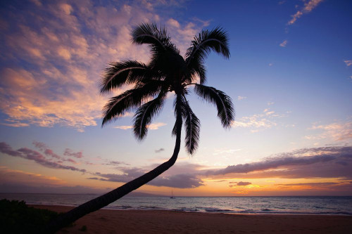 Coconut palm silhouette on Kamaole Beach; Kihei, Maui, Hawaii, United States of America Poster Print by Ron Dahlquist (18 x 12)