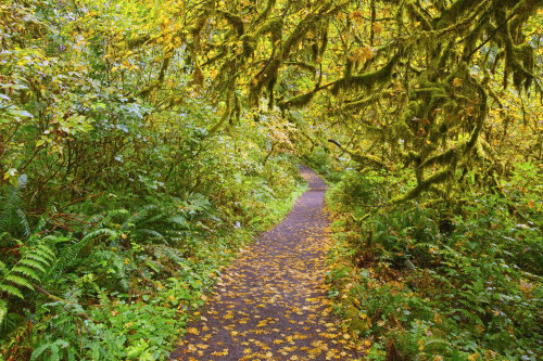 Autumn coloured foliage along a trail in Silver Falls State Park; Oregon, United States of America Poster Print by Craig Tuttle (17 x 11)