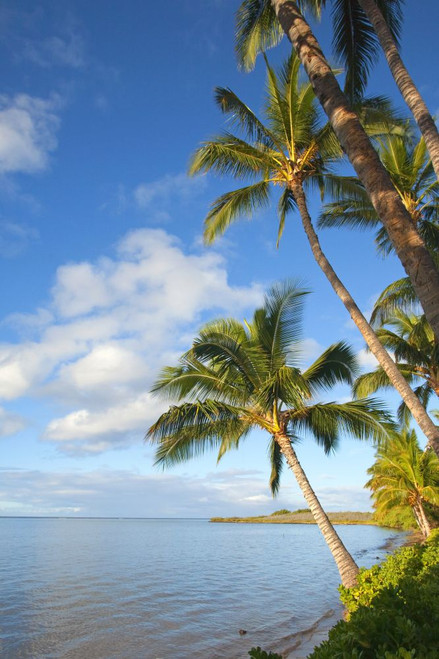 Palm trees near Kaunakakai, fronting Hotel Molokai; Island of Molokai, Hawaii, United States of America Poster Print by Ron Dahlquist (11 x 18)