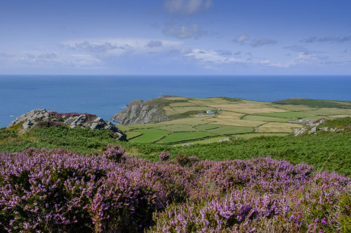 Heather and coastline near Strumble Head. Poster Print by Loop Images Ltd. (20 x 13)