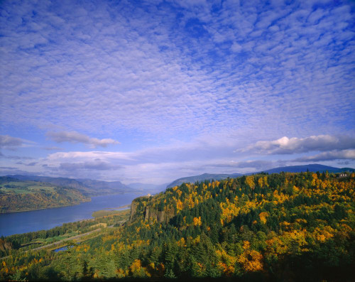 Clouds and autumn coloured foliage along the shoreline in the Columbia River Gorge; Oregon, United States of America Poster Print by Craig Tuttle (17 x 13)