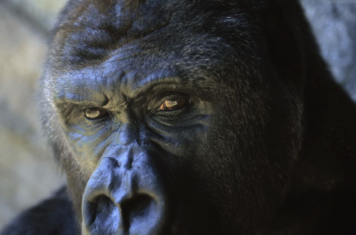 Close view of the face a gorilla (Gorilla gorilla); Florida, United States of America Poster Print by Joel Sartore Photography (17 x 11)