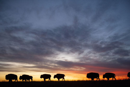 Silhouetted herd of bison (Bison bison) roaming along the horizon at sunset on a ranch near Valentine, Nebraska, USA; Valentine, Nebraska, United States of America Poster Print by Joel Sartore Photography (17 x 11)