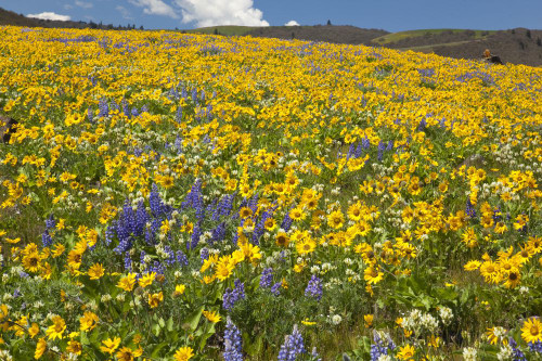 Wildflowers along hillside in the Columbia River Gorge National Scenic Area, Oregon, USA; Oregon, United States of America Poster Print by Craig Tuttle (17 x 11)
