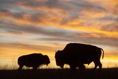 Silhouette of an adult bison (Bison bison) with its calf at sunset near Valentine, Nebraska, USA; Valentine, Nebraska, United States of America Poster Print by Joel Sartore Photography (17 x 11)