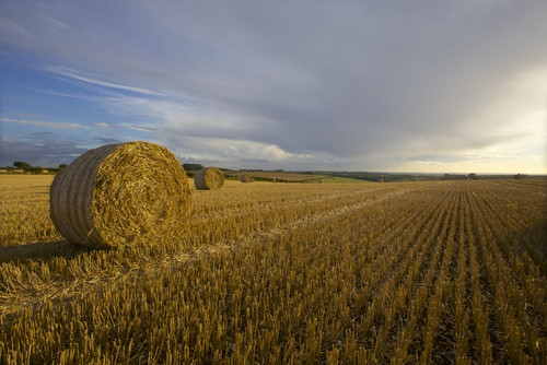 Lincolnshire Wolds harvest at sunset. Poster Print by Loop Images Ltd. (18 x 12)