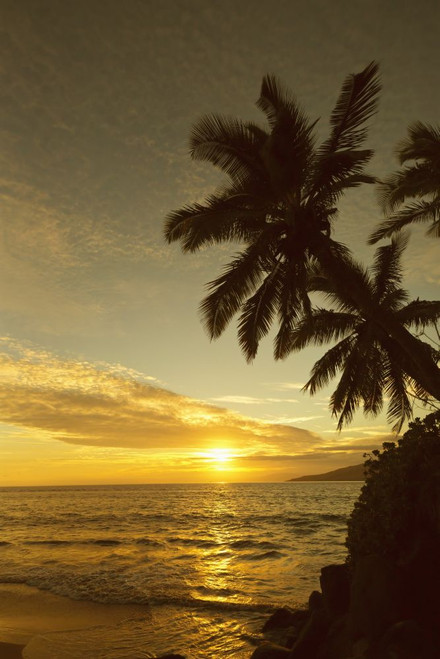 Tropical sunset with golden reflections over the Pacific Ocean and silhouette of palm trees on the Island of Maui in Kihei; Kihei, Wailea, Maui, Hawaii, United States of America Poster Print by Ron Dahlquist (12 x 19)