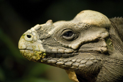 Portrait of a Rhinoceros iguana (Cyclura cornuta) at the Houston Zoo; Houston, Texas, United States of America Poster Print by Joel Sartore Photography (17 x 11) Portrait of a Rhinoceros iguana (Cyclura cornuta) at the Houston Zoo; Houston, Texas, United States of America Poster Print by Joel Sartore Photography (17 x 11)