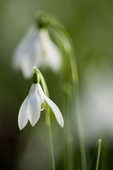 Soft focus close up of Common Snowdrop Galanthus nivalis flowers. Poster Print by Loop Images Ltd. (13 x 20)