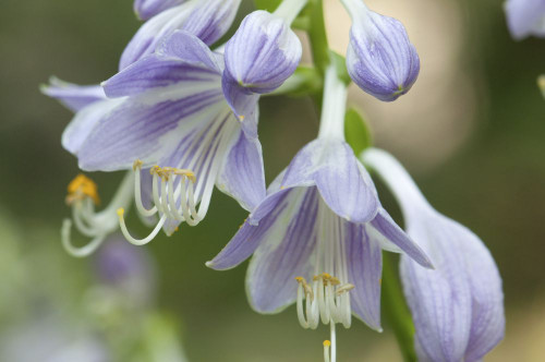 Close up of purple hosta flowers.; Brewster, Cape Cod, Massachusetts. Poster Print by Darlyne Murawski (17 x 11)